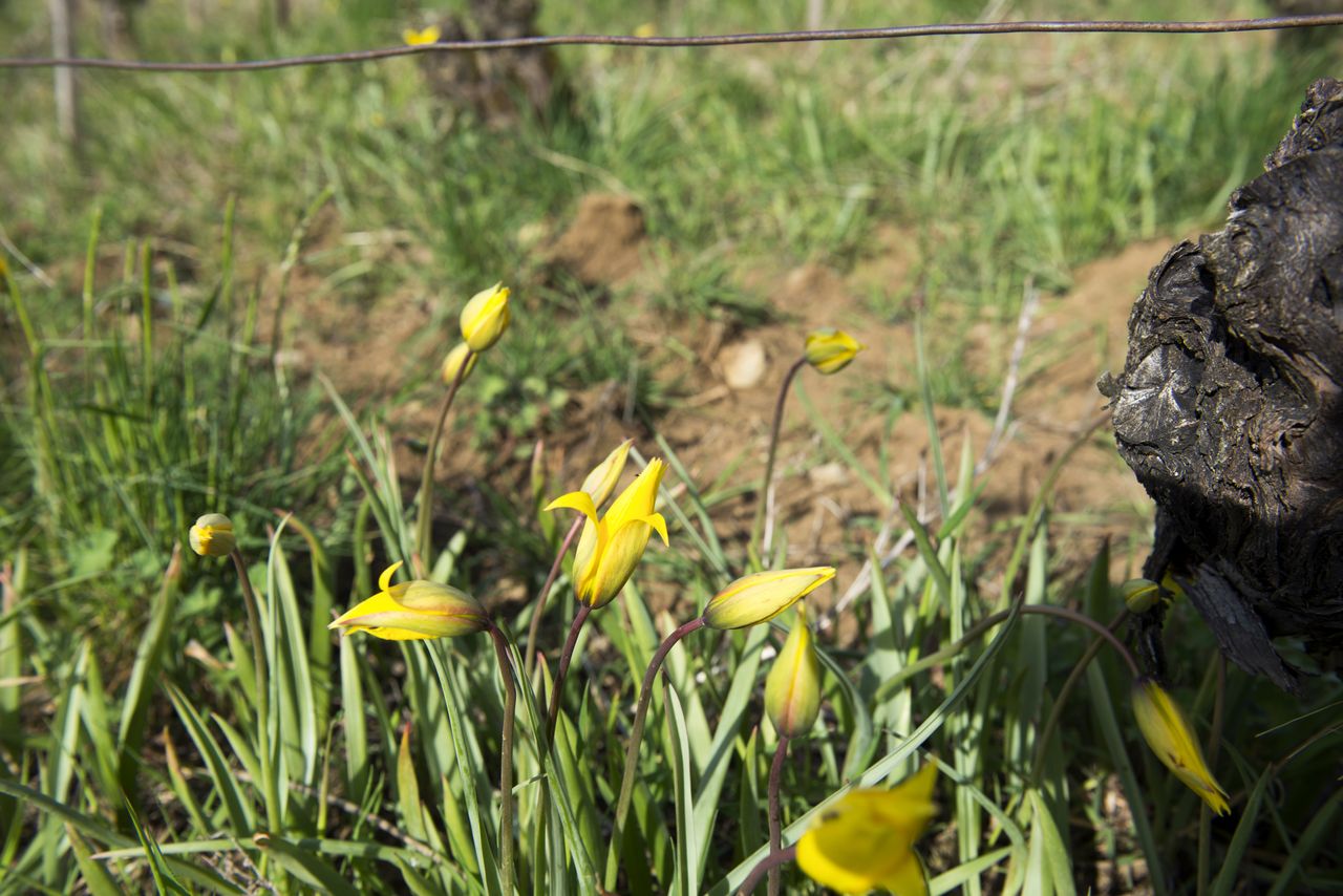 Flore Tulipe de vigne Tul_0265